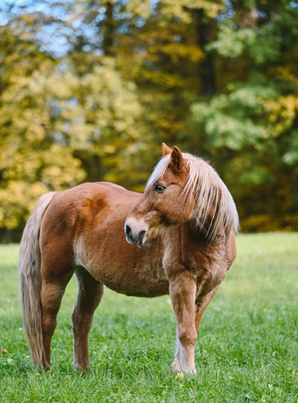 Das Bild zeigt Amigo, einen Haflinger-Wallach auf einer grünen Wiese stehend.