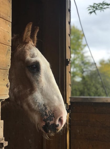 Das Foto zeigt das Pferd Bueno, wie es aus seiner Box schaut.