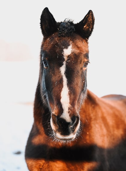 Das Foto zeigt Don, ein Welsh-Cob-Wallach, auf der Pferdekoppel im Winter.