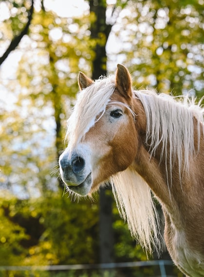 Das Foto zeigt Stitch, ein Haflinger, auf der Weide.