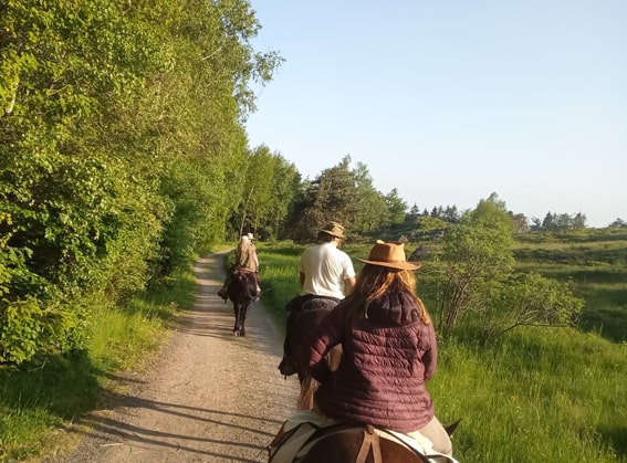 Das Foto zeigt Pferde mit Reitern auf Wandertour in der Natur.