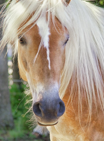 Das Foto zeigt den Kopf von Gwen, eine hübsche, junge Haflinger-Stute.