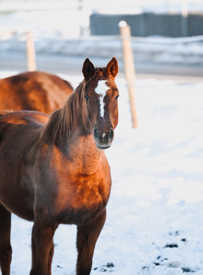 Das Foto zeigt Jaczan, ein Quarter-Horse, im Schnee auf der Koppel.