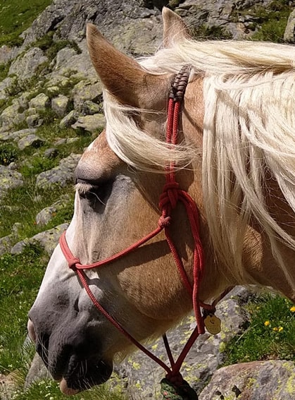 Das Foto zeigt den Kopf von Paco, ein Haflinger der Herde auf der Markter Burg.