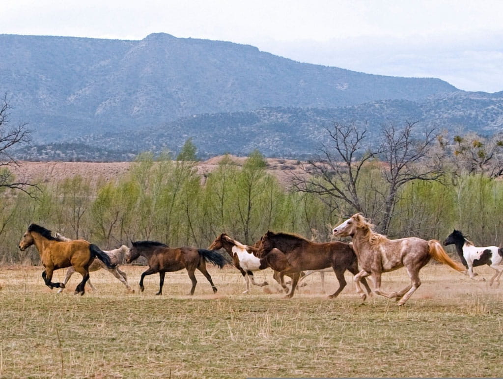 Das Foto zeigt galoppierende Wildpferde in Patagonien.